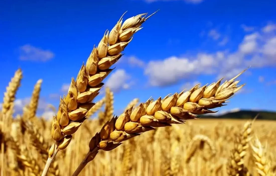 کام گندم کاران جهرمی شیرین شد