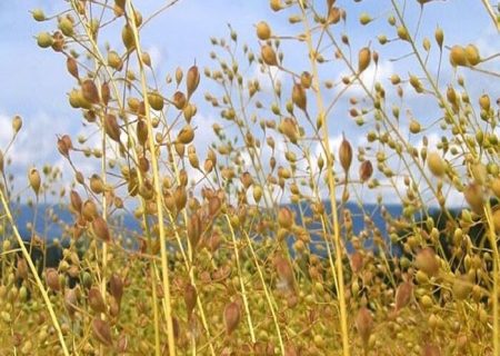 طلوع امید در دیمزارها؛ کاملینا و کشاورزی نوین جهرم