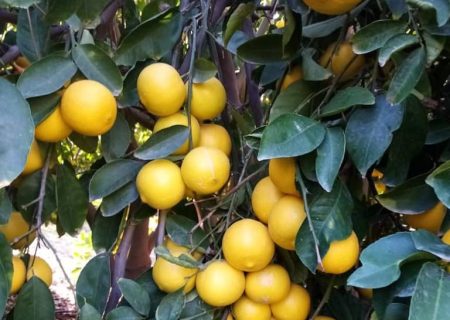 زیر پای جهرم طلاست؛ وقتی معدن آب را به پای درخت می‌ریزیم