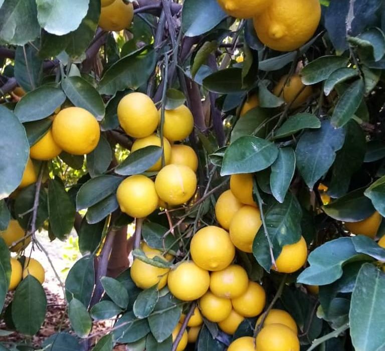 زیر پای جهرم طلاست؛ وقتی معدن آب را به پای درخت میریزیم