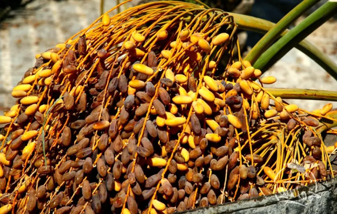 ضایعات خرما؛ فرصت سوخته جهرم برای توسعه و اشتغال