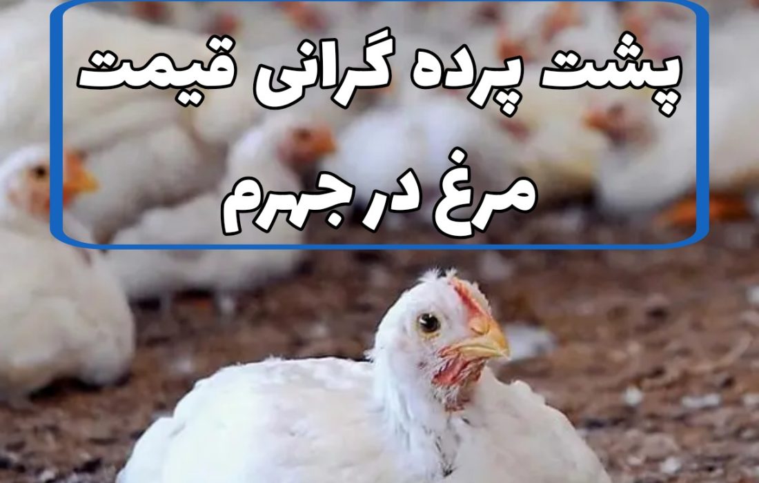 پشت پرده گرانی قیمت مرغ در جهرم