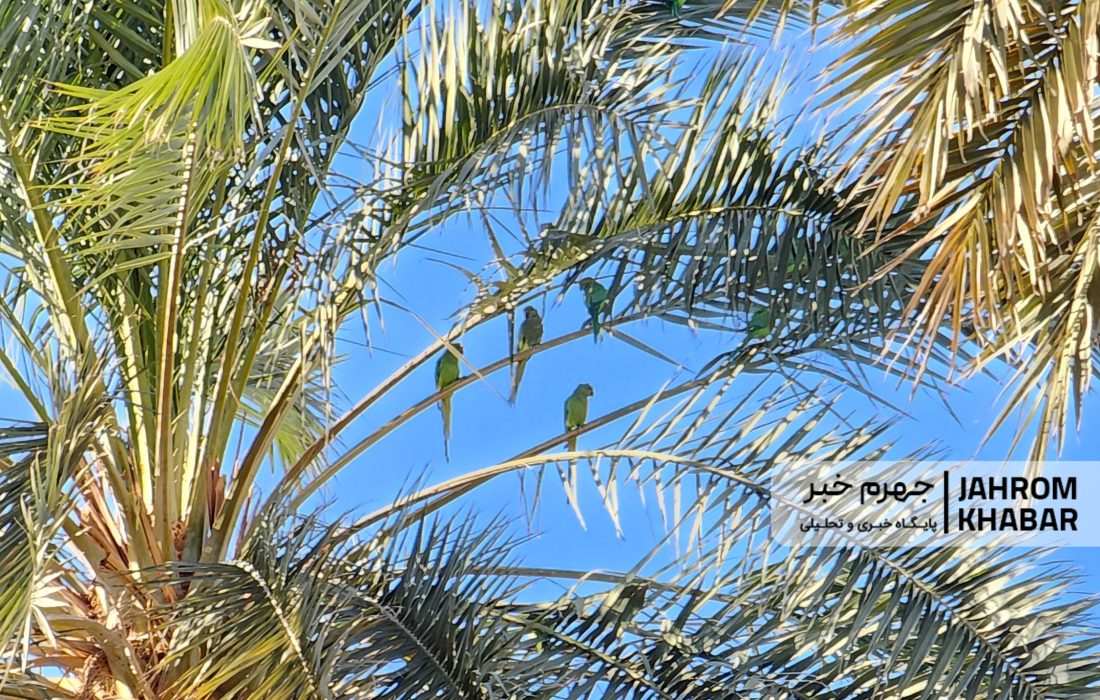 قاب کم‌نظیر از حضور دسته‌ای طوطی بر فراز نخلی در جهرم