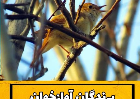 پرندگان آوازخوان جهرم کجا رفتند؟