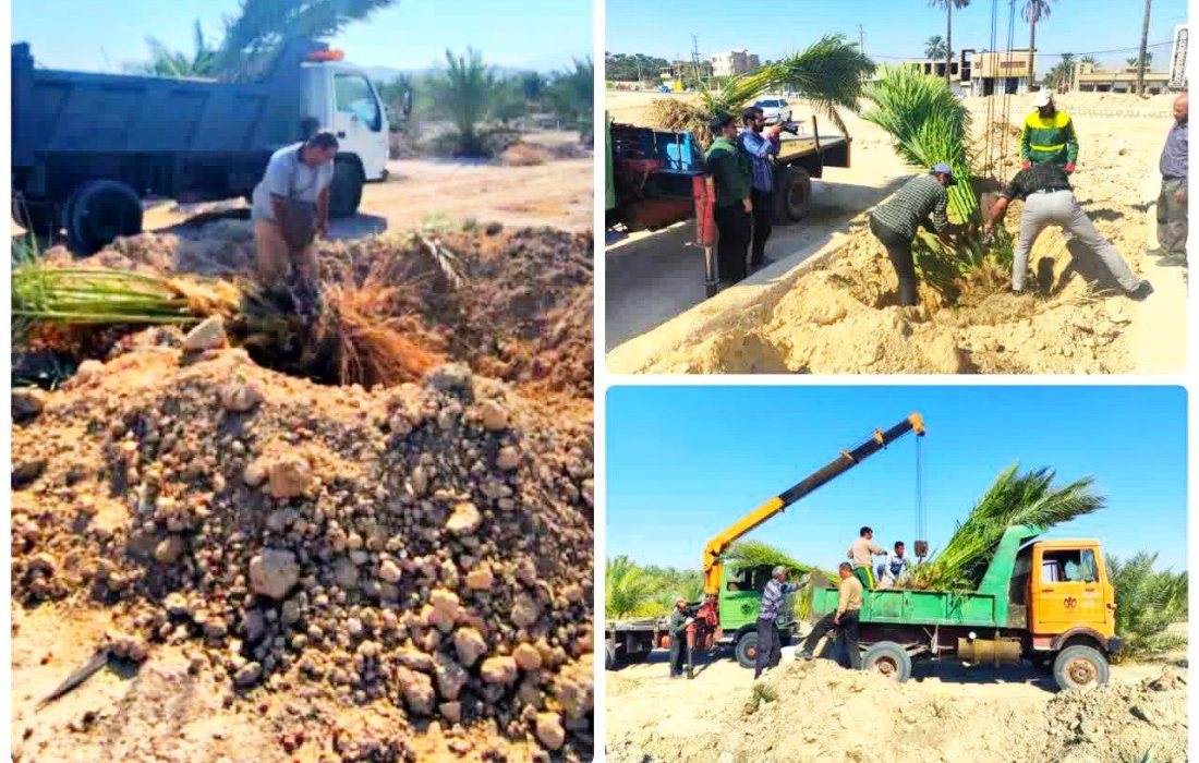 احیای چتر سبز؛ وقتی خیرین برای نخلستانهای جهرم آستین بالا میزنند