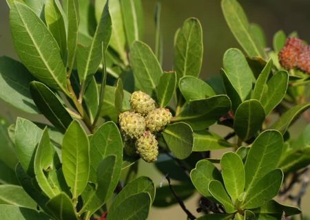 کنوکارپوس؛ درختی پررنگ در خیابان‌های جهرم