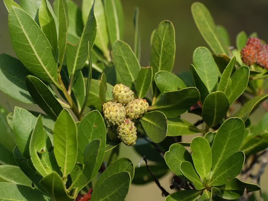 کنوکارپوس؛ درختی پررنگ در خیابانهای جهرم