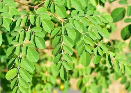 مورینگا؛ درخت معجزه در خیابان‌های جهرم