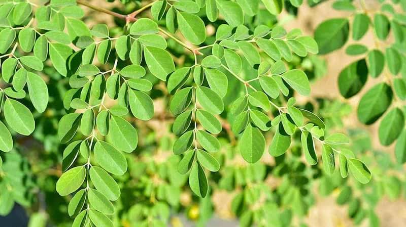 مورینگا؛ درخت معجزه در خیابان‌های جهرم