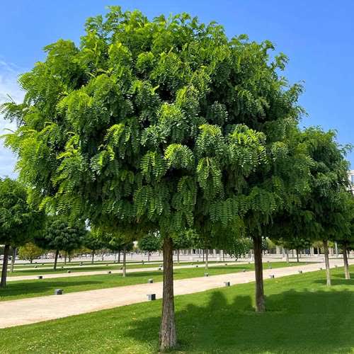 اقاقیا در جهرم؛ درختی خیابانی با گل‌هایی خوش رنگ
