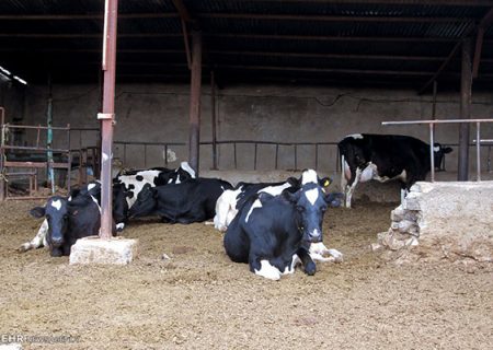 هشدار دامداران جهرم درباره انحصار نهاده‌های دامی/پدیده «زیرمیزی» در تأمین نهاده‌های دامی!