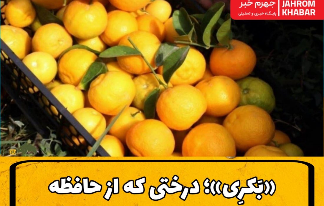 «بَکرِی»؛ درختی که از حافظه باغهای جهرم محو میشود