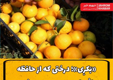 «بَکرِی»؛ درختی که از حافظه باغ‌های جهرم محو می‌شود