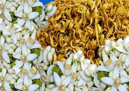 «بهارنارنج جهرم» در آستانه نابودی؛ سودجویی در سایه بی‌مبالاتی