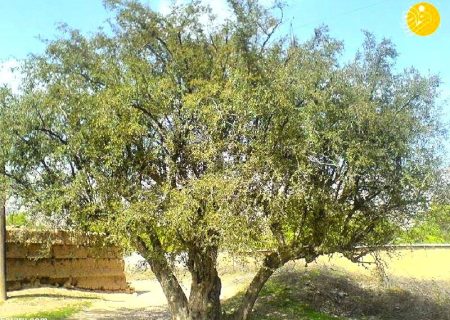 کنار در جهرم؛ درخت بومی با ریشه‌های کهن