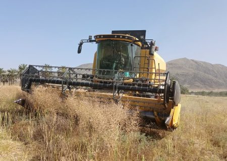 کلزا در جهرم؛ رُخ‌نمایی کشاورزی مکانیزه در دل زمین‌های خشک