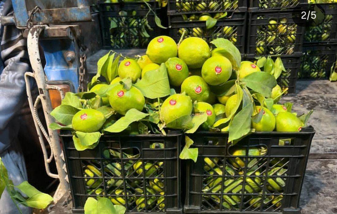 سفیران سبزِ جهرم؛ روایتی از موفقیت لیموی لیسبون و خرمای طلایی در آن سوی مرزها