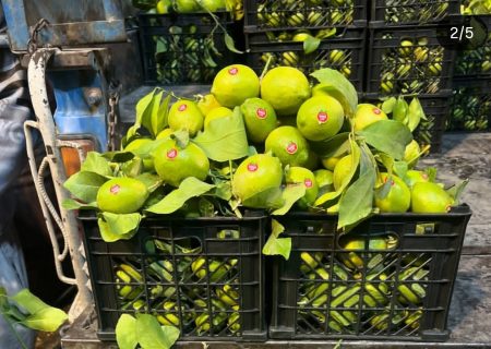 سفیران سبزِ جهرم؛ روایتی از موفقیت لیموی لیسبون و خرمای طلایی در آن سوی مرزها