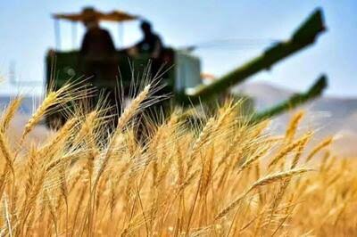 جهرم؛ جشن برداشت طلایی گندم با ۴۵ درصد افزایش تولید
