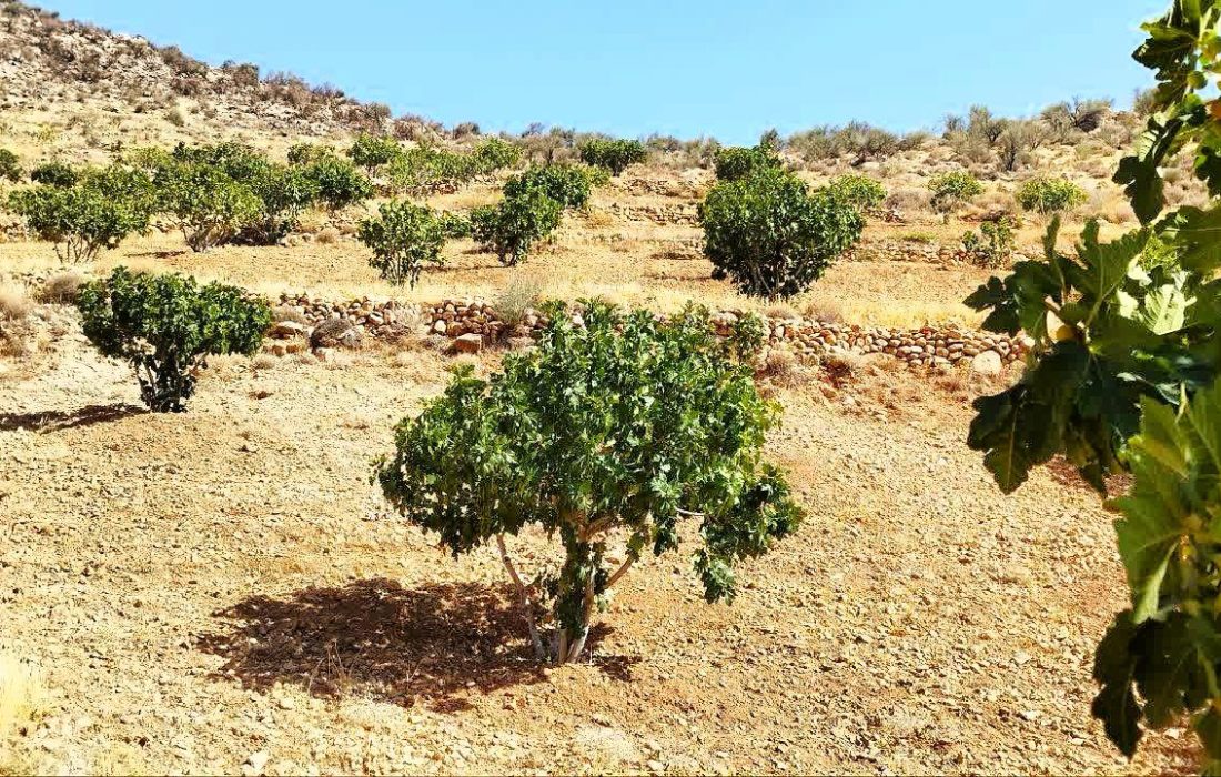 جادویِ زنبورها در باغ‌های جهرم؛ مأموریت حساس برای نجات ۱۶۰۰ تن انجیر