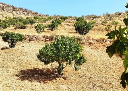 جادویِ زنبورها در باغ‌های جهرم؛ مأموریت حساس برای نجات ۱۶۰۰ تن انجیر