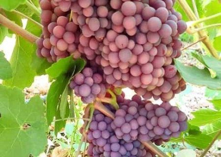 نوبرانه‌ای از دل تاکستان‌های جهرم؛ یاقوت‌های سرخ به بازار رسیدند
