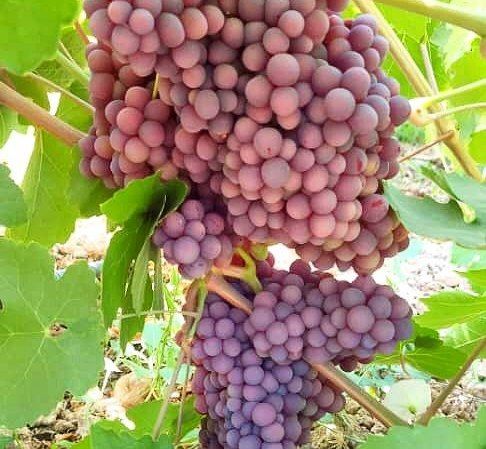 نوبرانهای از دل تاکستانهای جهرم؛ یاقوتهای سرخ به بازار رسیدند