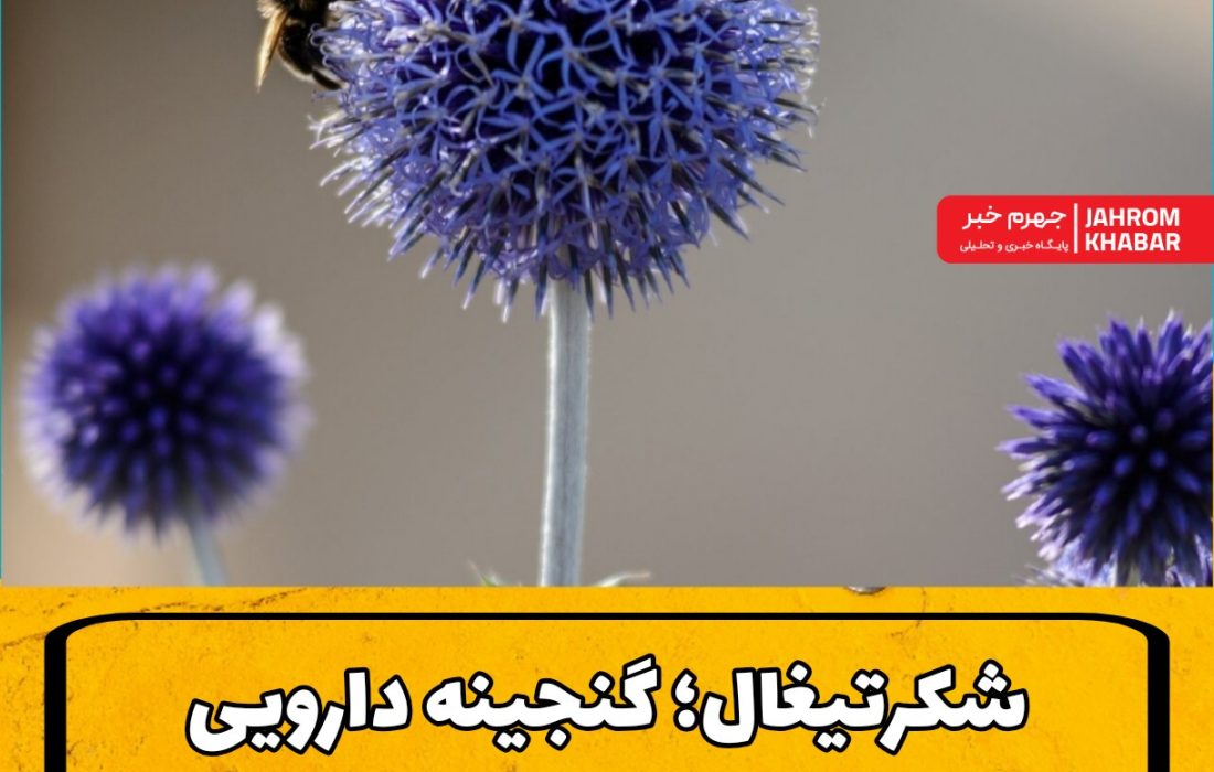 شکرتیغال؛ گنجینه دارویی کوهستان‌های جهرم