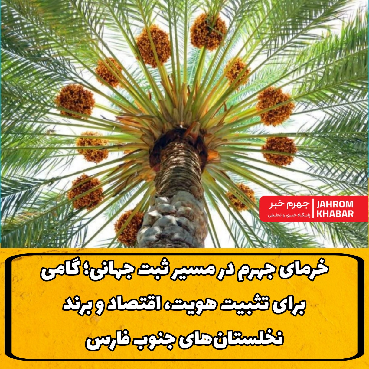 خرمای جهرم در مسیر ثبت جهانی؛ گامی برای تثبیت هویت، اقتصاد و برند نخلستان‌های جنوب فارس