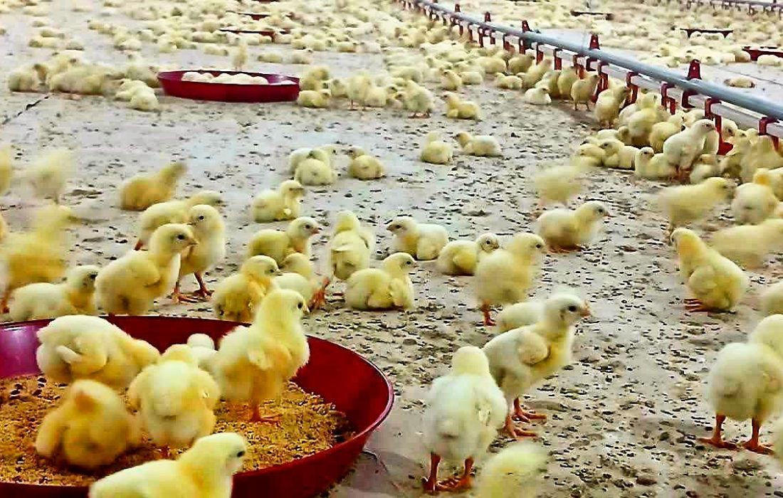 نبضِ تولید در جهرم تند میزند؛ پیشبینیِ تولیدِ ۱۴۰۰ تن مرغ در سایهی ۵۶۸ هزار جوجهریزی