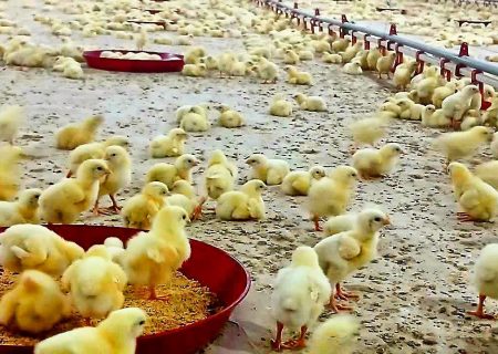 نبضِ تولید در جهرم تند می‌زند؛ پیش‌بینیِ تولیدِ ۱۴۰۰ تن مرغ در سایه‌ی ۵۶۸ هزار جوجه‌ریزی