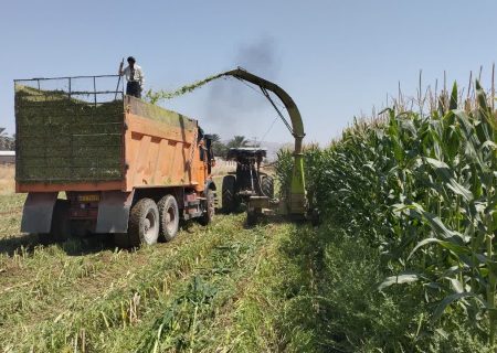از ۶۰۰ هکتار تا ۳۸ هزار تن؛ذرت‌هایی که قرار است چرخ دامپروری جهرم را بچرخانند