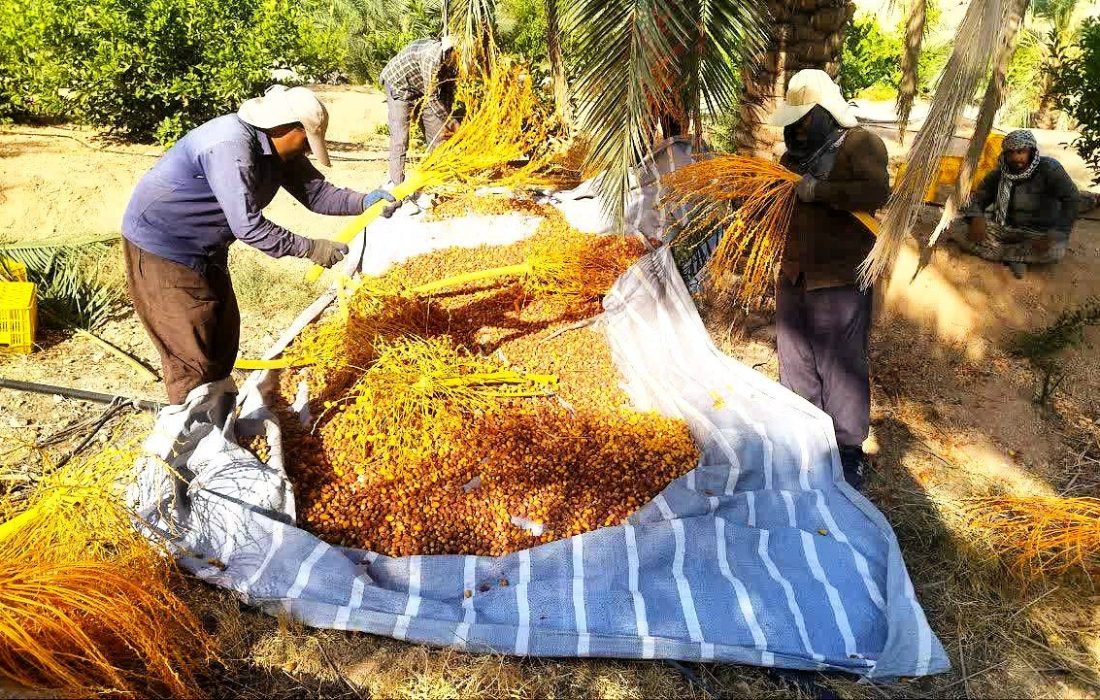 از دلِ قامتِ نخل‌ها تا سفره‌های جهان؛ آغازِ فصلِ شیرینِ برداشتِ خرما در جهرم