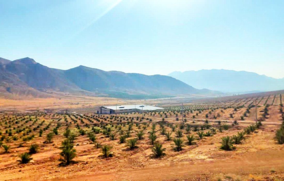 از «باغِ مادری» تا «زنجیره ارزش»؛ جهرم در مسیرِ پیشتازیِ جهانی در تولیدِ خرما