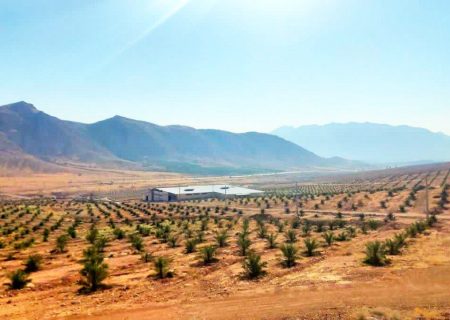 از «باغِ مادری» تا «زنجیره ارزش»؛ جهرم در مسیرِ پیشتازیِ جهانی در تولیدِ خرما