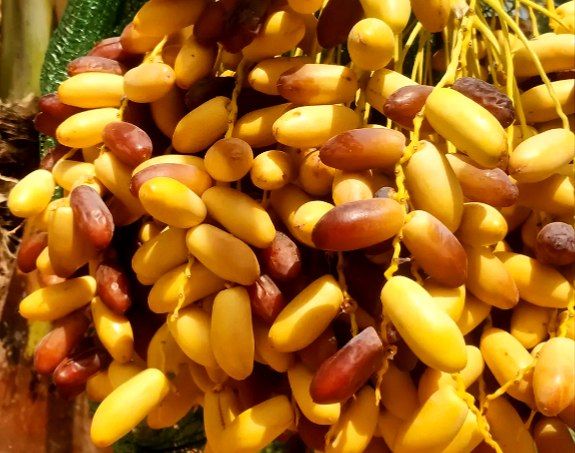 قیمت‌گذاری برای طلای شیرین نخلستان‌های جهرم